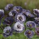 Seminte PAPAVER rhoeas-Poppy- Amazing Grey -Mac anual