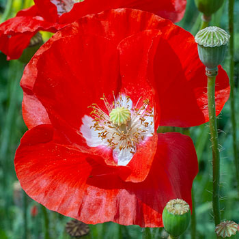 Seminte PAPAVER rhoeas-Poppy- American Legion -Mac rosu