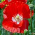 Seminte PAPAVER rhoeas-Poppy- American Legion -Mac rosu