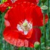 Seminte PAPAVER rhoeas-Poppy- American Legion -Mac rosu