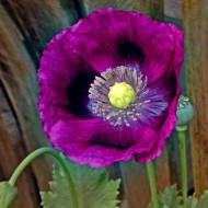 Seminte PAPAVER somniferum-Poppy- Lauren's Grape -Mac mov