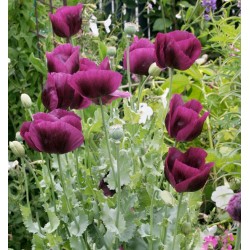 Seminte PAPAVER somniferum-Poppy- Lauren's Grape -Mac mov