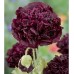 Seminte PAPAVER somniferum-Poppy- Paeony Black -Mac 