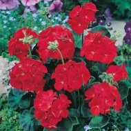 Seminte PELARGONIUM hortorum-Geranium- Pinto Premium F1 Scarlet -Muscata de gradina