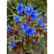 Seminte PHACELIA campanularia- Desert Bluebell -Clopotel californian
