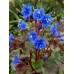 Seminte PHACELIA campanularia- Desert Bluebell -Clopotel californian
