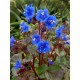 Seminte PHACELIA campanularia- Desert Bluebell -Clopotel californian