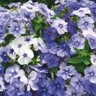 Seminte PHLOX drummondii- Moody Blues -Brumarele pitice