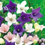 Seminte PLATYCODON grandiflorus- Mixed -Floare balon