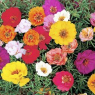 Seminte PORTULACA grandiflora - Double Mixed -Flori de piatra Seminte PORTULACA grandiflora - Double Mixed -Flori de piatra