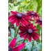 Seminte RUDBECKIA hirta- Cherry Brandy -Ruji