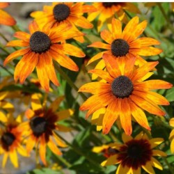 Seminte RUDBECKIA hirta- Gloriosa Daisies -Ruji