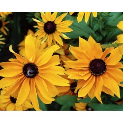 Seminte RUDBECKIA hirta- Marmalade -Ruji Seminte RUDBECKIA hirta- Marmalade -Ruji