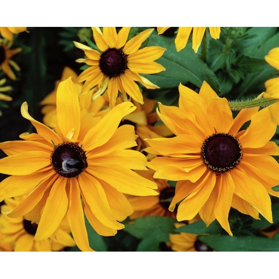 Seminte RUDBECKIA hirta- Marmalade -Ruji