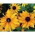 Seminte RUDBECKIA hirta- Marmalade -Ruji