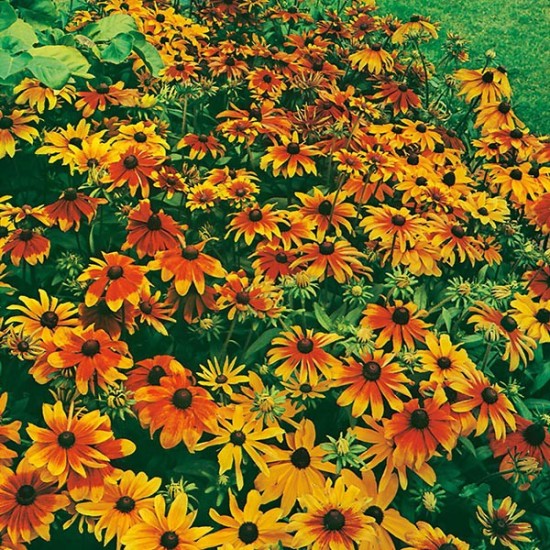 Seminte RUDBECKIA hirta- Rustic Dwarf Mixed -Ruji