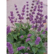 Seminte SALVIA verticillata -Salvia liliac