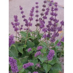 Seminte SALVIA verticillata -Salvia liliac
