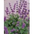 Seminte SALVIA verticillata -Salvia liliac