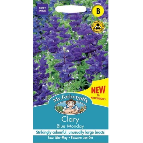 Seminte SALVIA viridis-Clary- Blue Monday -Salvie decorativa