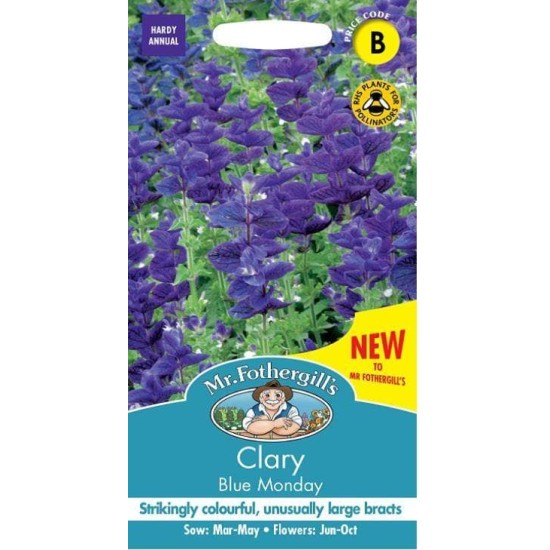 Seminte SALVIA viridis- Clary- Blue Monday -Salvie decorativa Seminte SALVIA viridis- Clary- Blue Monday -Salvie decorativa