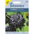 Seminte SCABIOSA atropurpurea-Scabious- Black Knight -Sipica