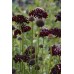 Seminte SCABIOSA atropurpurea-Scabious- Black Knight -Sipica