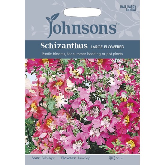 Seminte SCHIZANTHUS wisetonensis- Large Flowered Mixed -Orhideea saracului Seminte SCHIZANTHUS wisetonensis- Large Flowered Mixed -Orhideea saracului