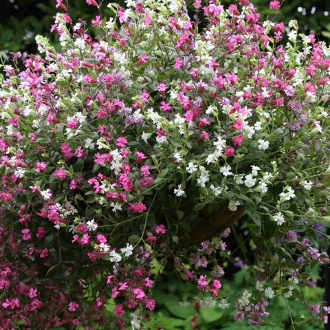 Seminte SILENE pendula- Sibella Mix (Trailing) -Silene curgatoare