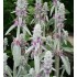 Seminte STACHYS byzantina- Furby -Urechi de miel