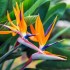 Seminte STRELITZIA reginae -Pasarea Paradisului
