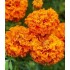 Seminte TAGETES erecta-Marigold African- Hot Stuff -Craite inalte