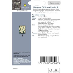 Seminte TAGETES erecta-Marigold African- Vanilla F1 -Craite albe Seminte TAGETES erecta-Marigold African- Vanilla F1 -Craite albe