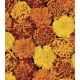 Seminte TAGETES patula-Marigold French- Bonanza Mixed F1 -Craite pitice