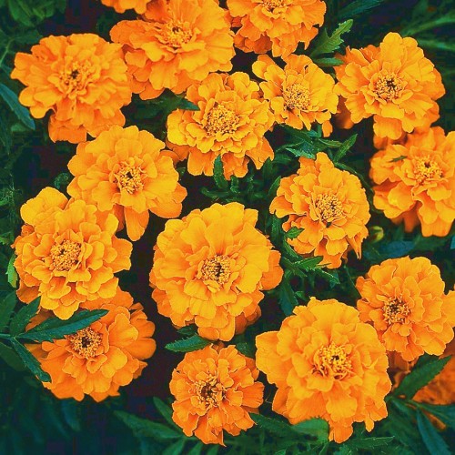 Seminte TAGETES patula-Marigold French- Orange Boy - Craite