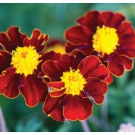 Seminte TAGETES patula-Marigold French- Red Knight -Craite pitice