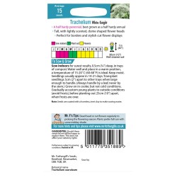 Seminte TRACHELIUM caeruleum- White Knight -Trachelium Seminte TRACHELIUM caeruleum- White Knight -Trachelium