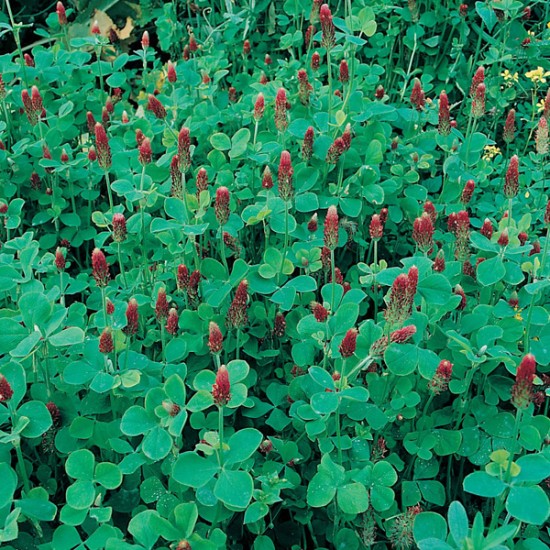 Seminte GREEN manure- TRIFOLIUM incarnatum Crimson Clover -Trifoi rosu Seminte GREEN manure- TRIFOLIUM incarnatum Crimson Clover -Trifoi rosu