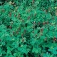 Seminte GREEN manure- TRIFOLIUM incarnatum Crimson Clover -Trifoi rosu Seminte GREEN manure- TRIFOLIUM incarnatum Crimson Clover -Trifoi rosu
