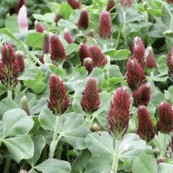 Seminte GREEN manure- TRIFOLIUM incarnatum- Crimson Clover -Trifoi rosu