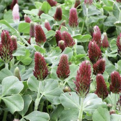 Seminte TRIFOLIUM incarnatum-green manure- Crimson Clover - Trifoi rosu