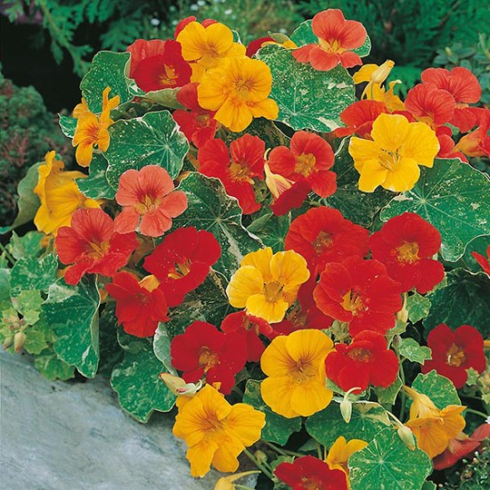 Seminte TROPAEOLUM majus-Nasturtium trailing- African Queen -Caltunasi curgatori comestibili