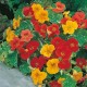 Seminte TROPAEOLUM majus-Nasturtium trailing- African Queen -Caltunasi curgatori comestibili