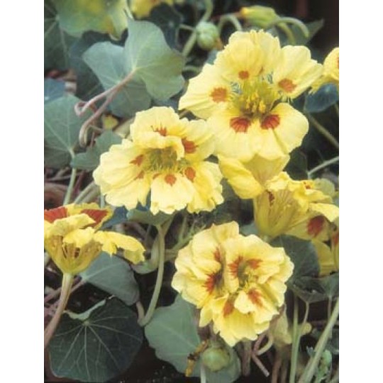 Seminte TROPAEOLUM majus-Nasturtium nanum- Peach Melba -Condurul doamnei