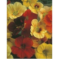 Seminte TROPAEOLUM majus-Nasturtium nanum- Tip Top Mixed -Condurul doamnei