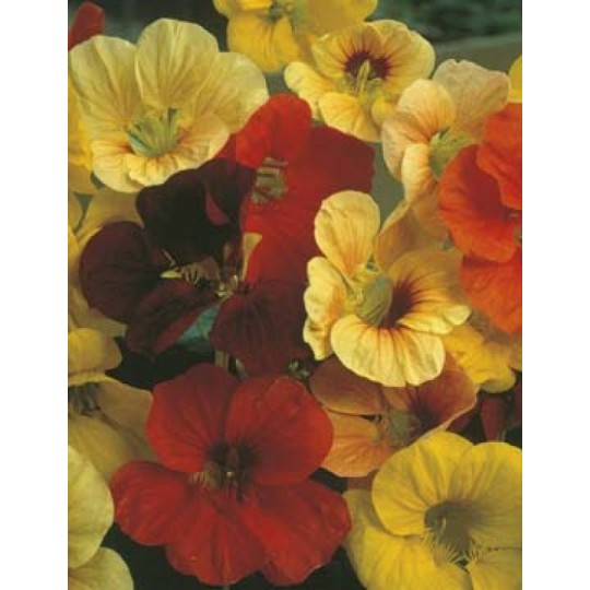 Seminte TROPAEOLUM majus-Nasturtium nanum- Tip Top Mixed -Condurul doamnei