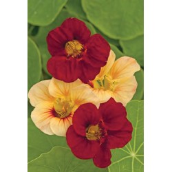 Seminte TROPAEOLUM majus-Nasturtium nanum- Paso Doble -Caltunasi Seminte TROPAEOLUM majus-Nasturtium nanum- Paso Doble -Caltunasi