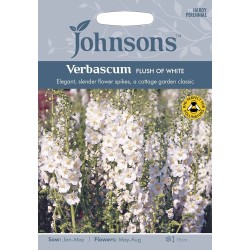 Seminte VERBASCUM phoeniceum- Flush of White -Lumanarica Seminte VERBASCUM phoeniceum- Flush of White -Lumanarica
