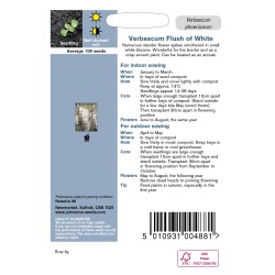 Seminte VERBASCUM phoeniceum- Flush of White -Lumanarica Seminte VERBASCUM phoeniceum- Flush of White -Lumanarica