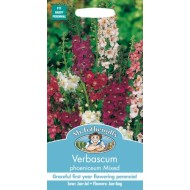 Seminte VERBASCUM phoeniceum- Mixed -Lumanarica